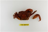 藏品(福曼新脹蟹)的圖片